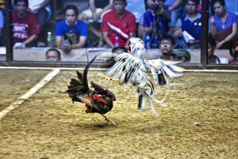 33WIN Đá Gà - Trải Nghiệm Đá Gà Thomo Uy Tín Mới Nhất 2026 4 Sân chơi cá cược an toàn